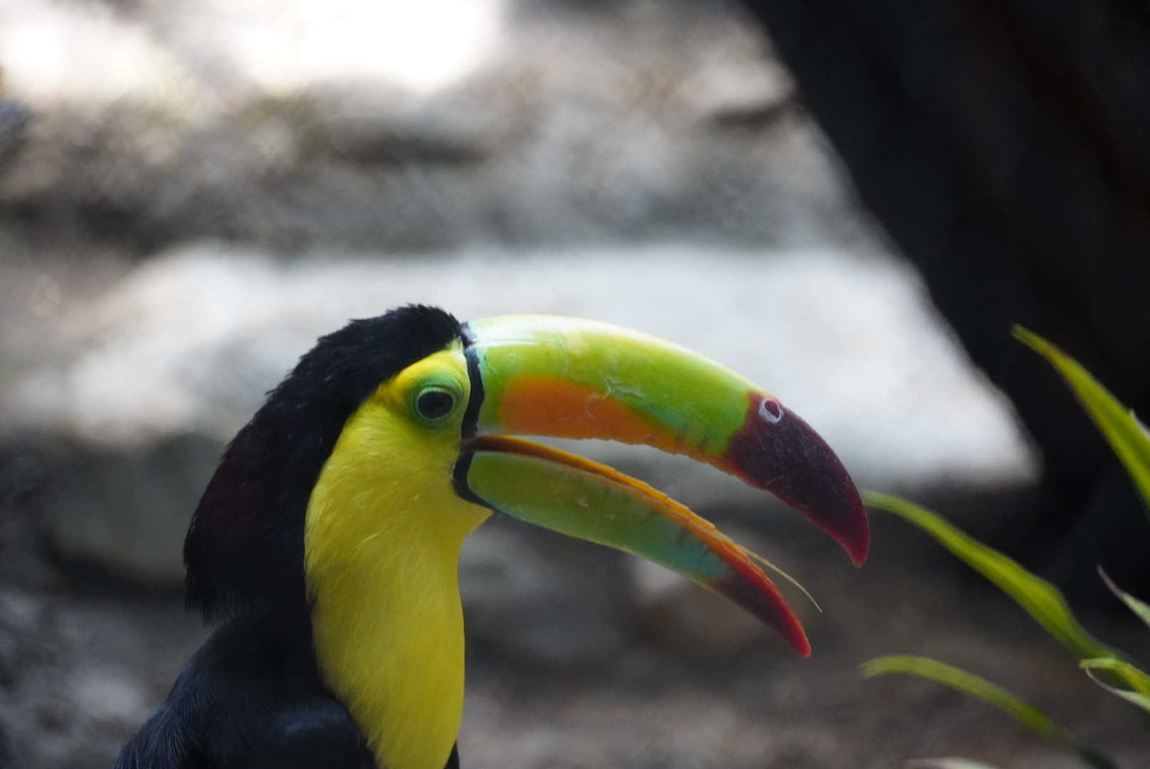 Keel Billed Toucan