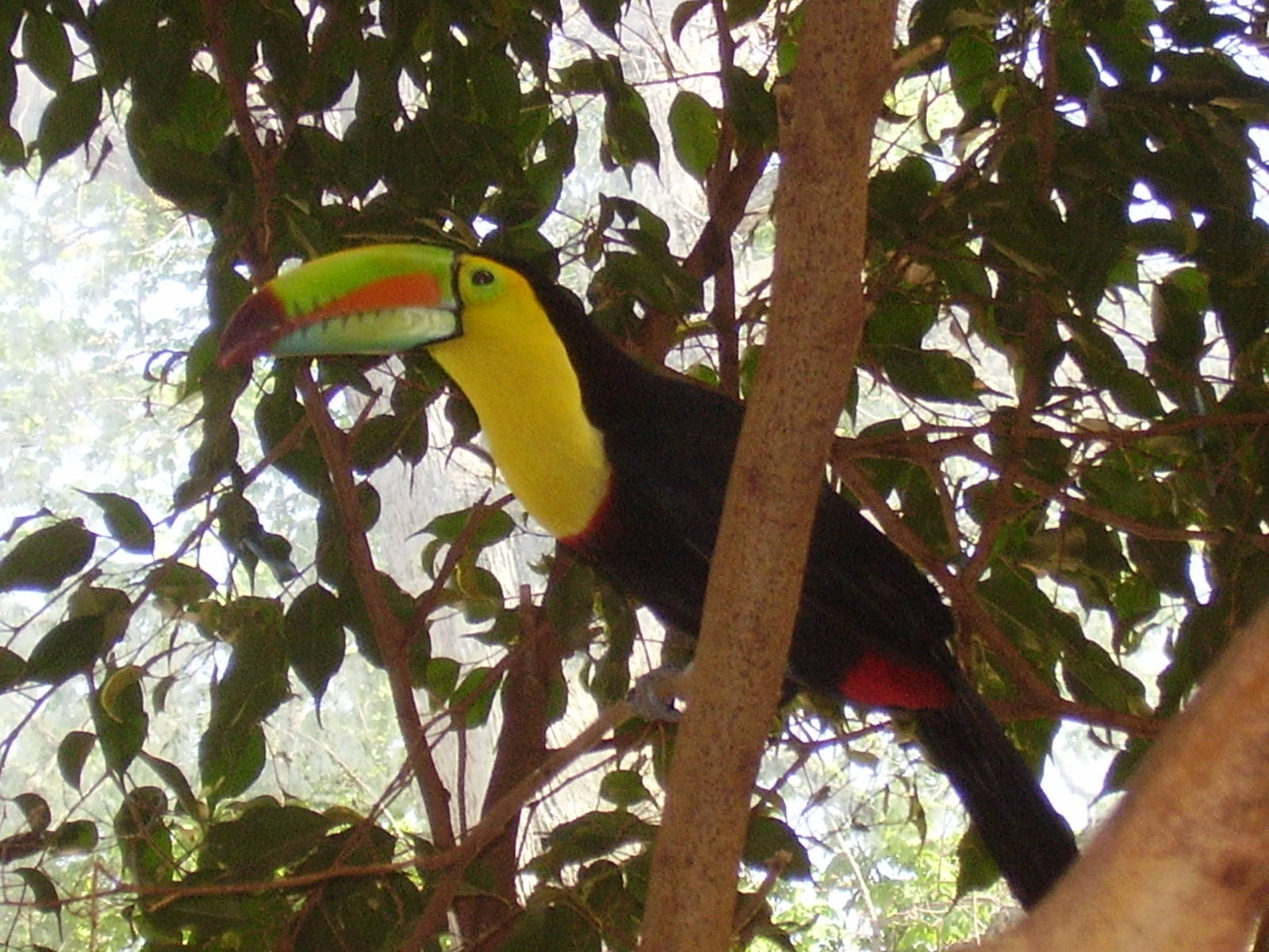Keel Billed Toucans- Beardsley Zoo MAY07