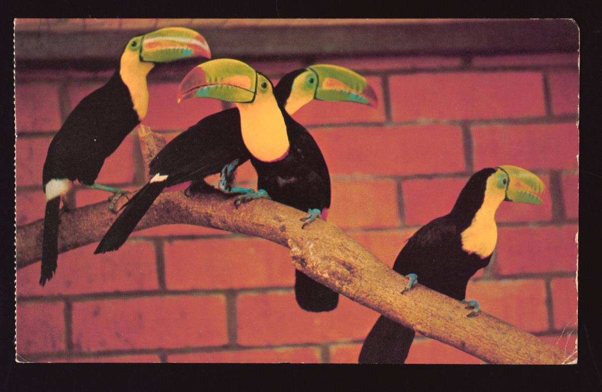Keel-Billed Toucans , circa 1970s (National Archives of Singapore)
