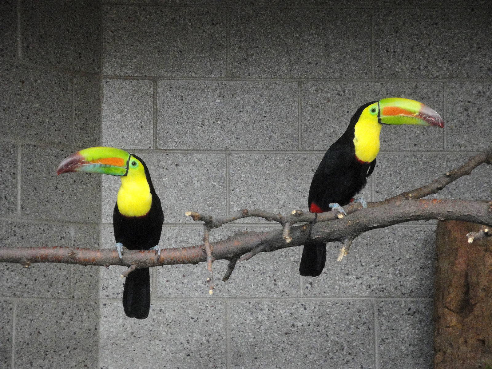 Keel-billed Toucans