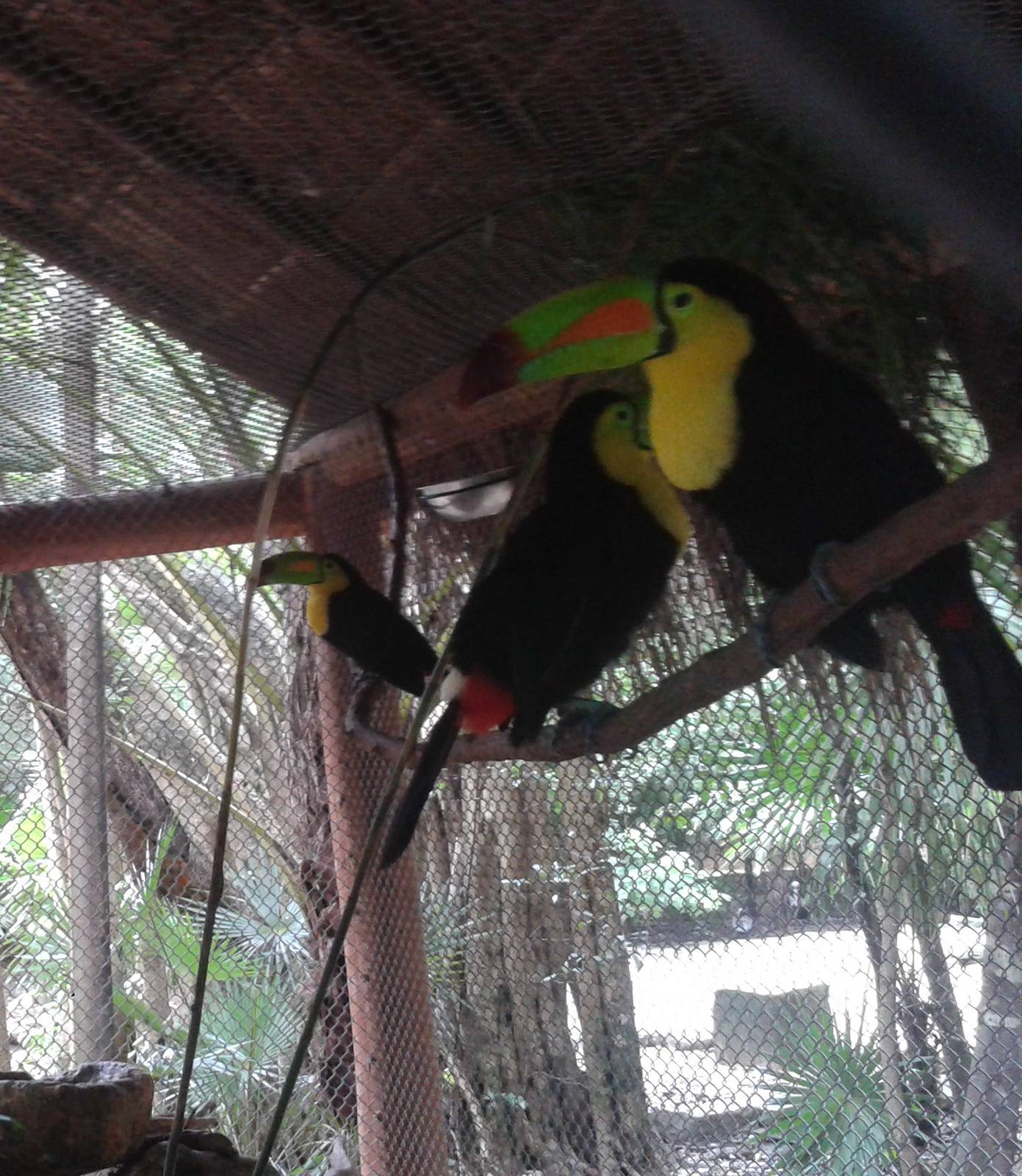 Keel-billed toucans