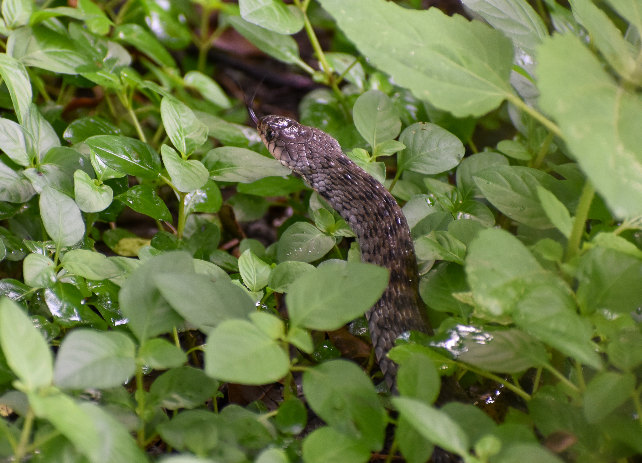 Keelback