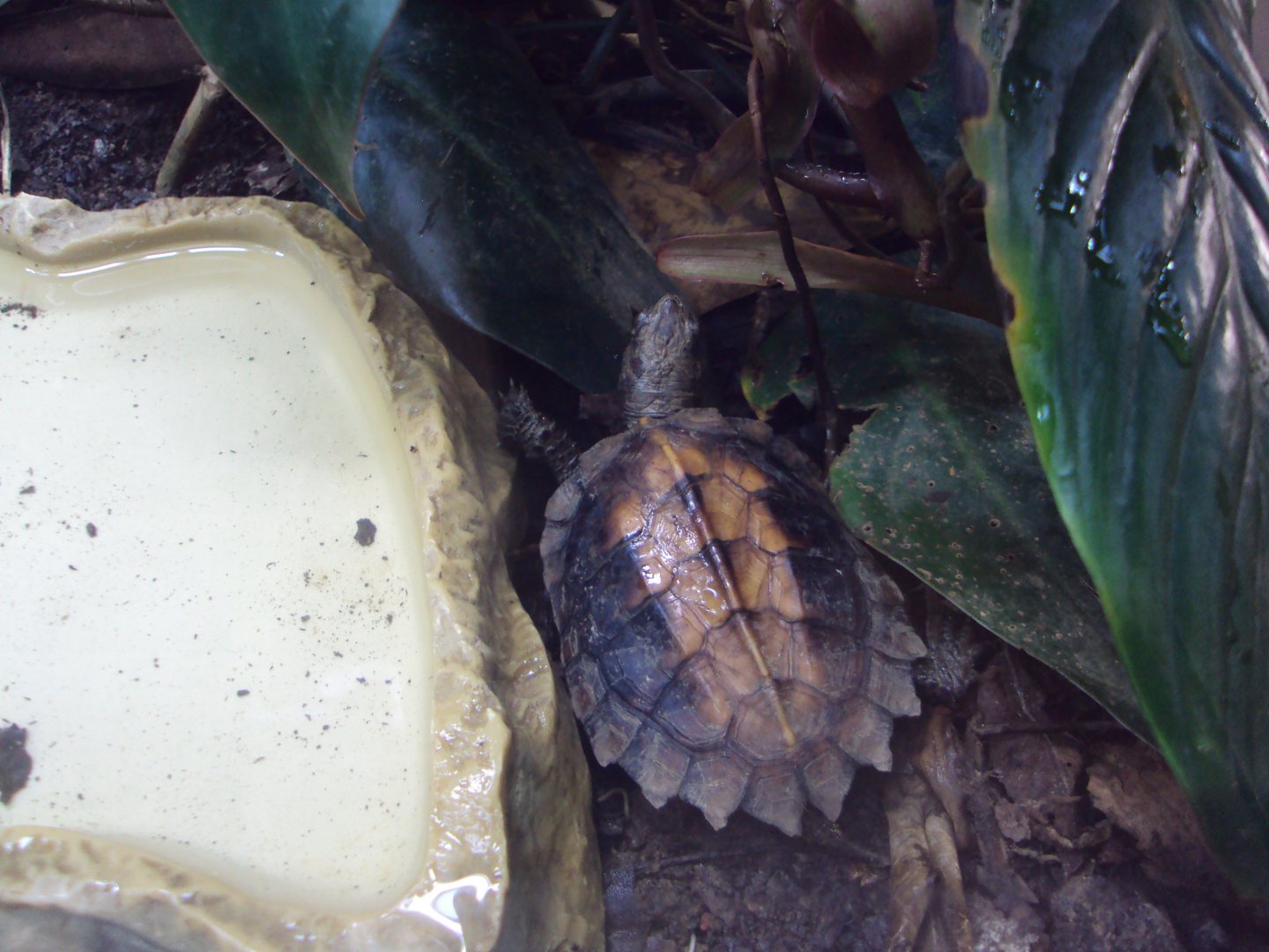 Keeled Box Turtle 03/01/2020