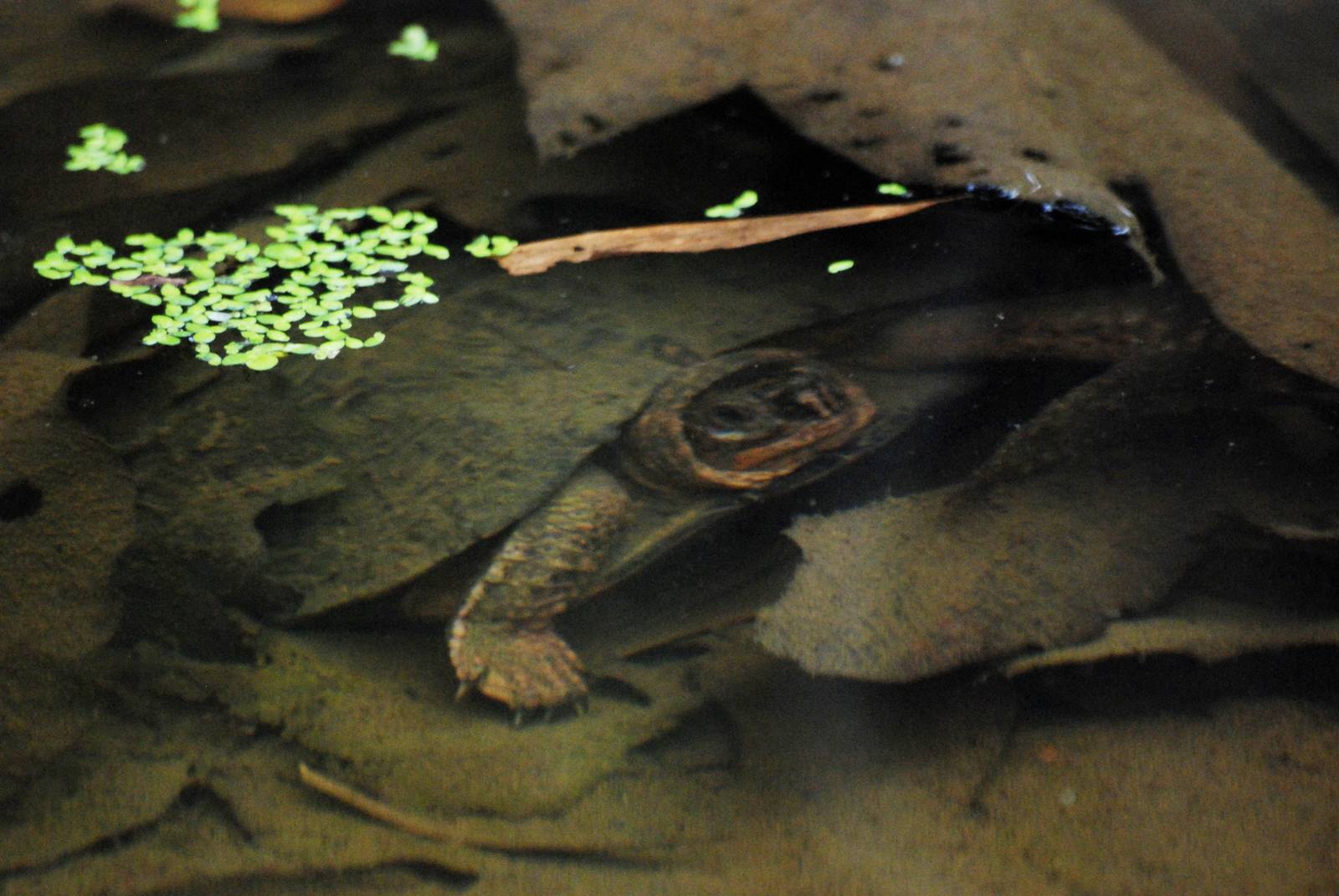 Keeled Box Turtle at the Turtle Centre, Cuc Phuong, 10/03/12