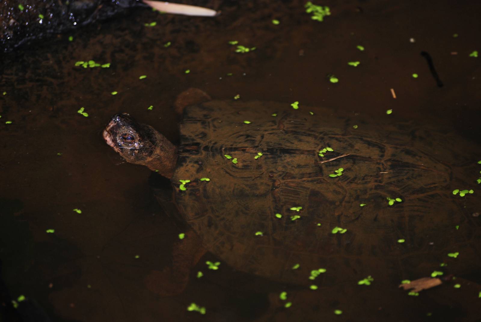 Keeled Box Turtle at the Turtle Centre, Cuc Phuong, 10/03/12