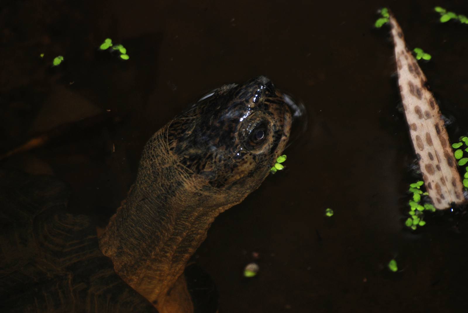 Keeled Box Turtle at the Turtle Centre, Cuc Phuong, 10/03/12