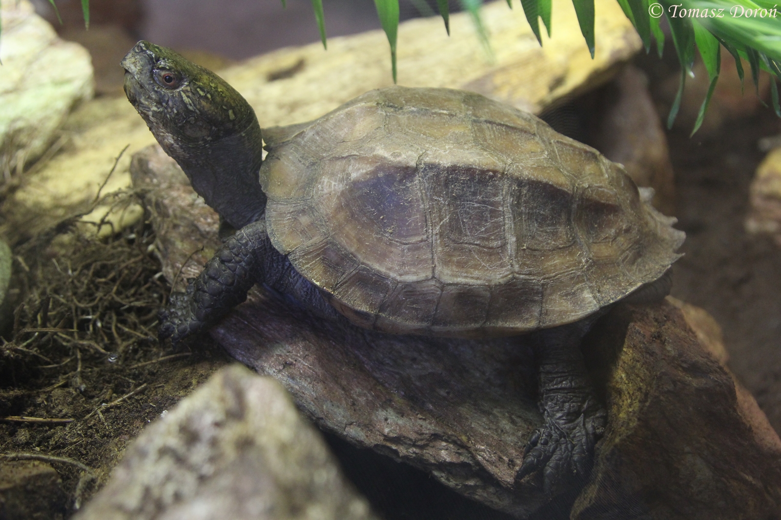 Keeled Box Turtle (Cuora mouhotii) October 2014