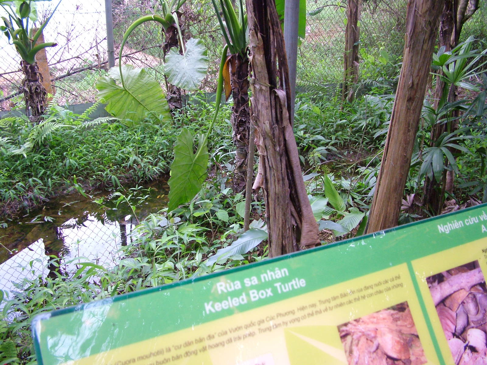 Keeled Box Turtle Exhibit at the Turtle Centre, Cuc Phuong, 10/03/12