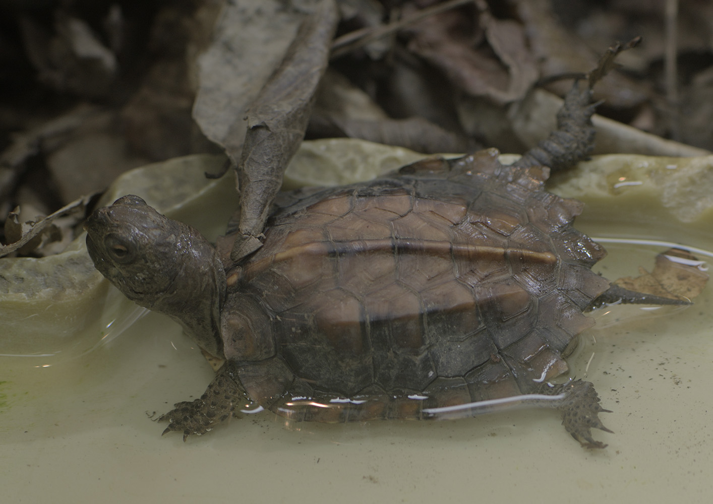 Keeled box turtle hatchling