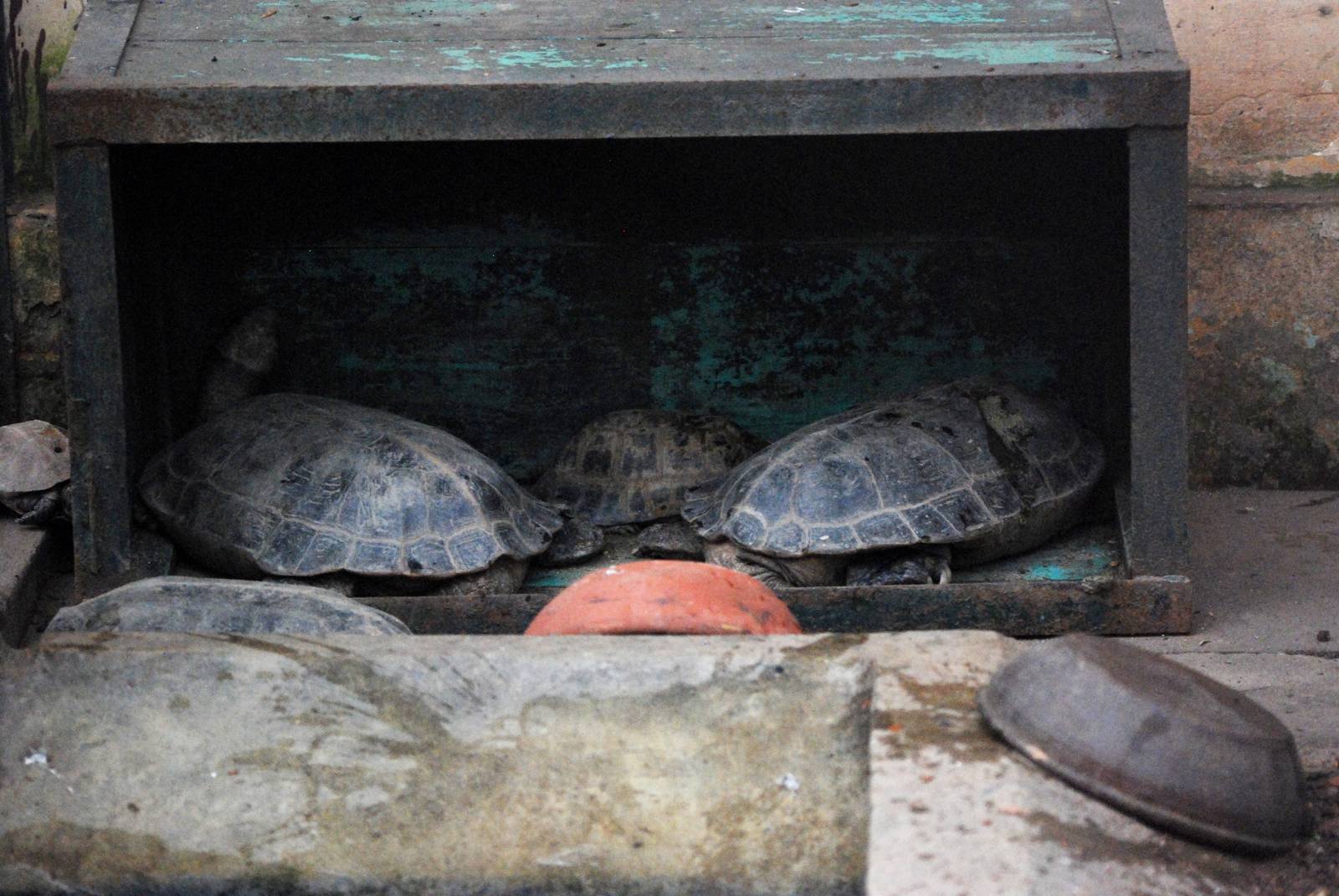 Keeled Box Turtles at Hanoi Zoo, 15/03/12