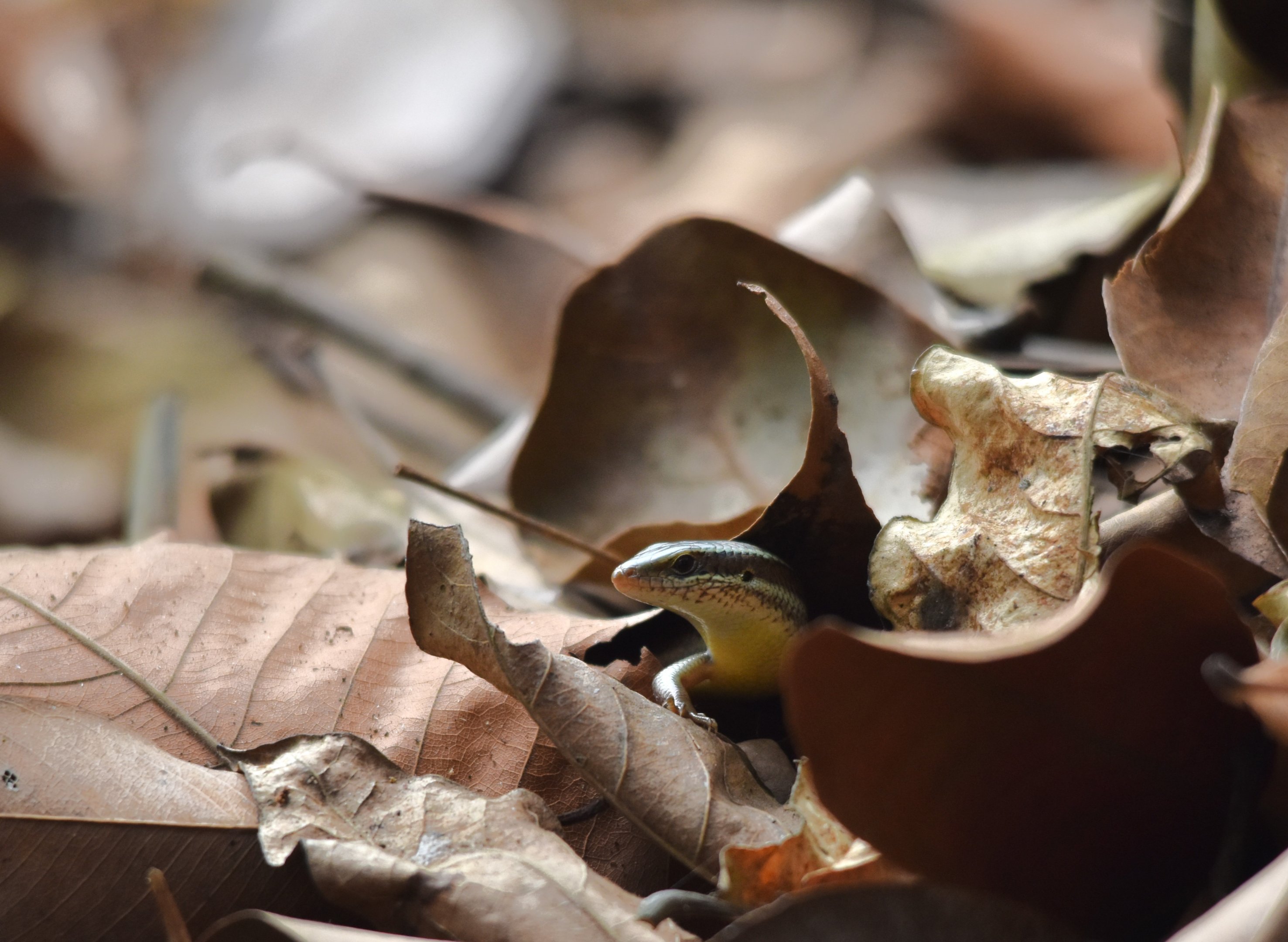 Keeled Grass Skink, Kabini River Lodge, 23rd November 2024