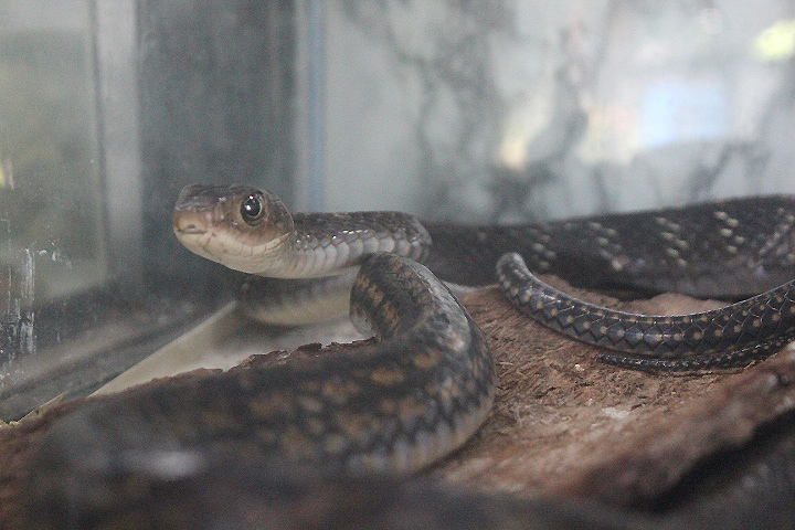 Keeled rat snake (Ptyas carinata)