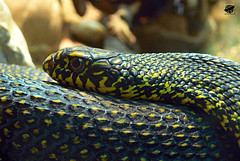 Keeled ratsnake