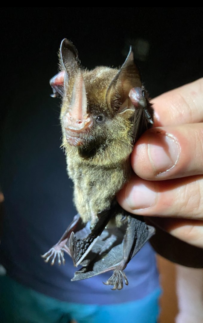 Keenan’s Hairy-nosed Bat (Gardnerycteris keenani)