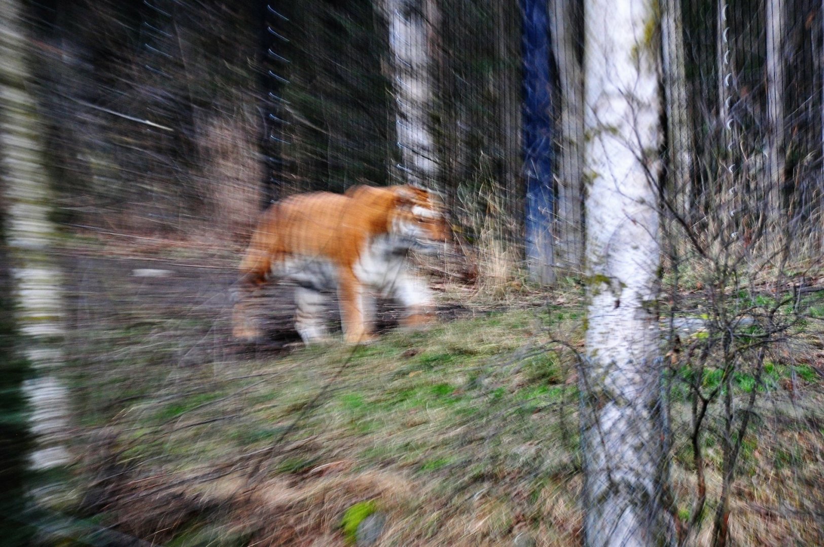 Keep them in focus.  Global Tiger Day 2018.