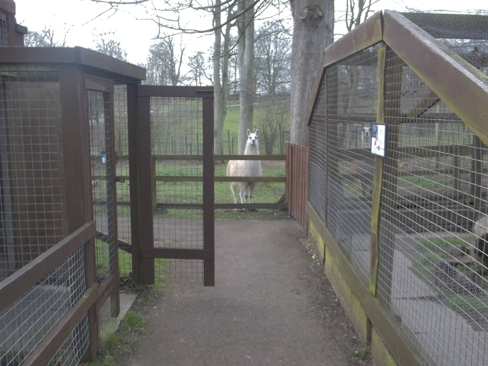 Keeper access to indoor monkey area on the left and the Raccoon Dog exhibit