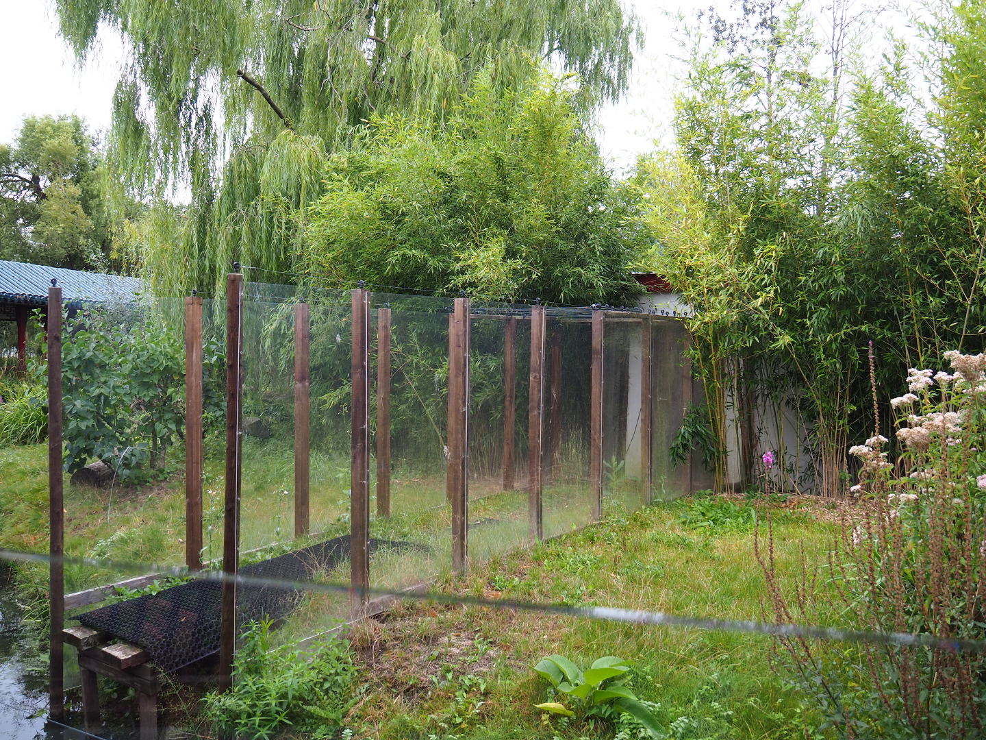 Keeper access to the Japanese macaque exhibit and barn, 2020-09-03