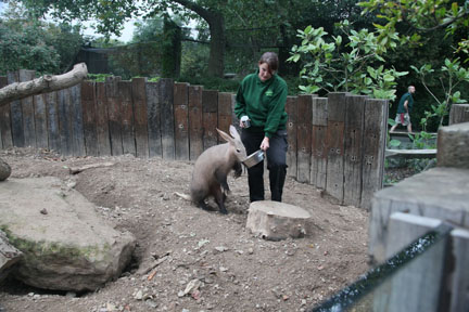 keeper and aardvark