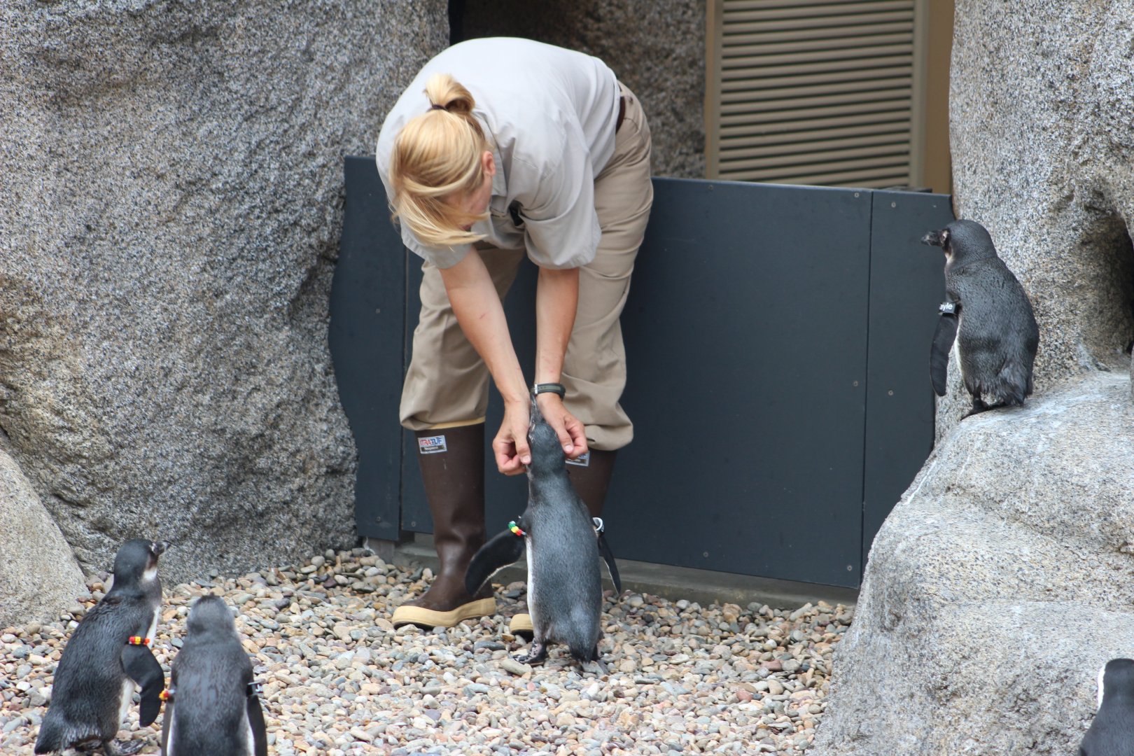 Keeper and African penguin at Africa Rocks