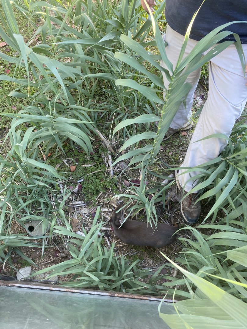 Keeper and Blue Duiker