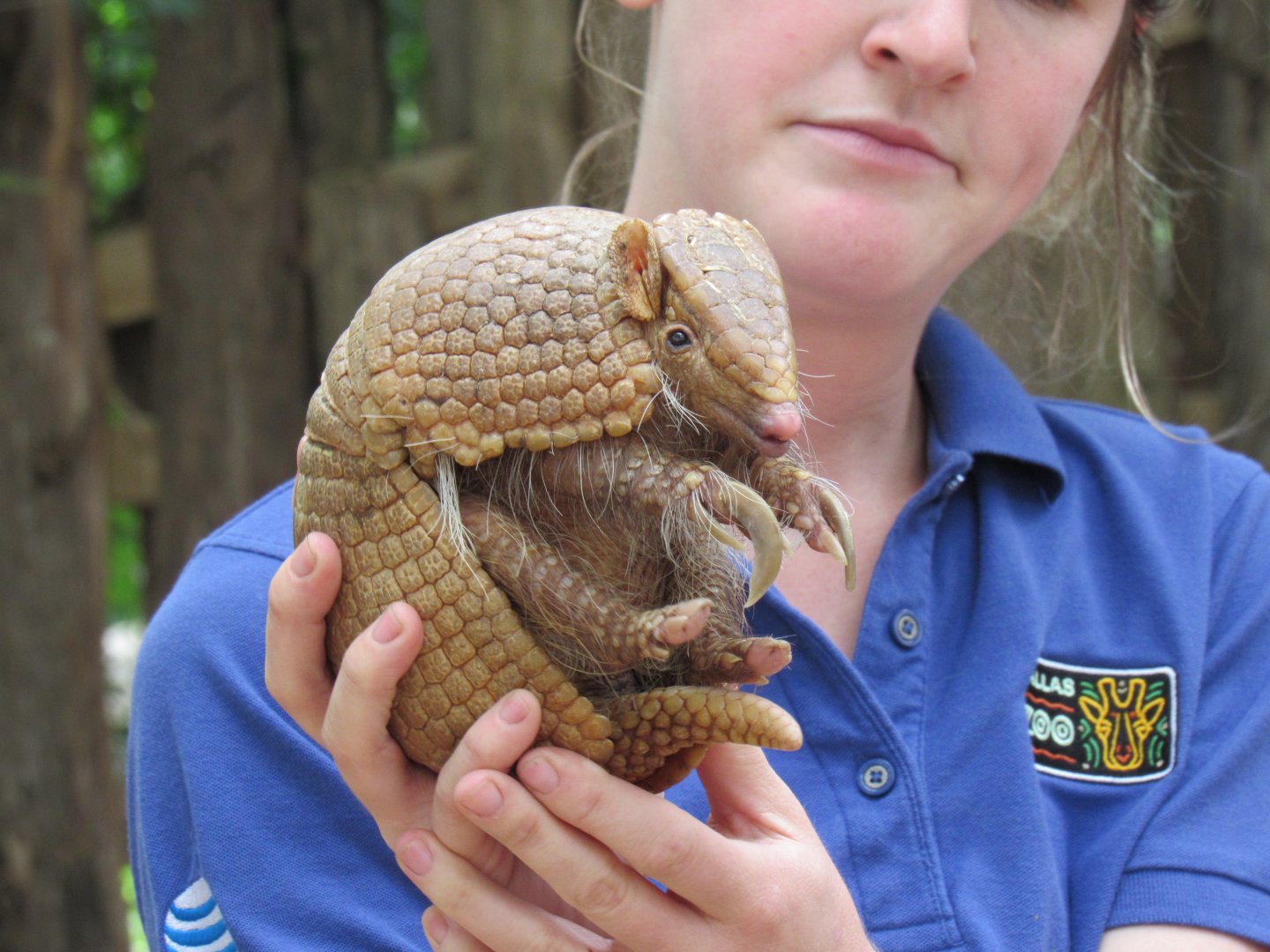 Keeper and Brazilian Three-Banded Armadillo