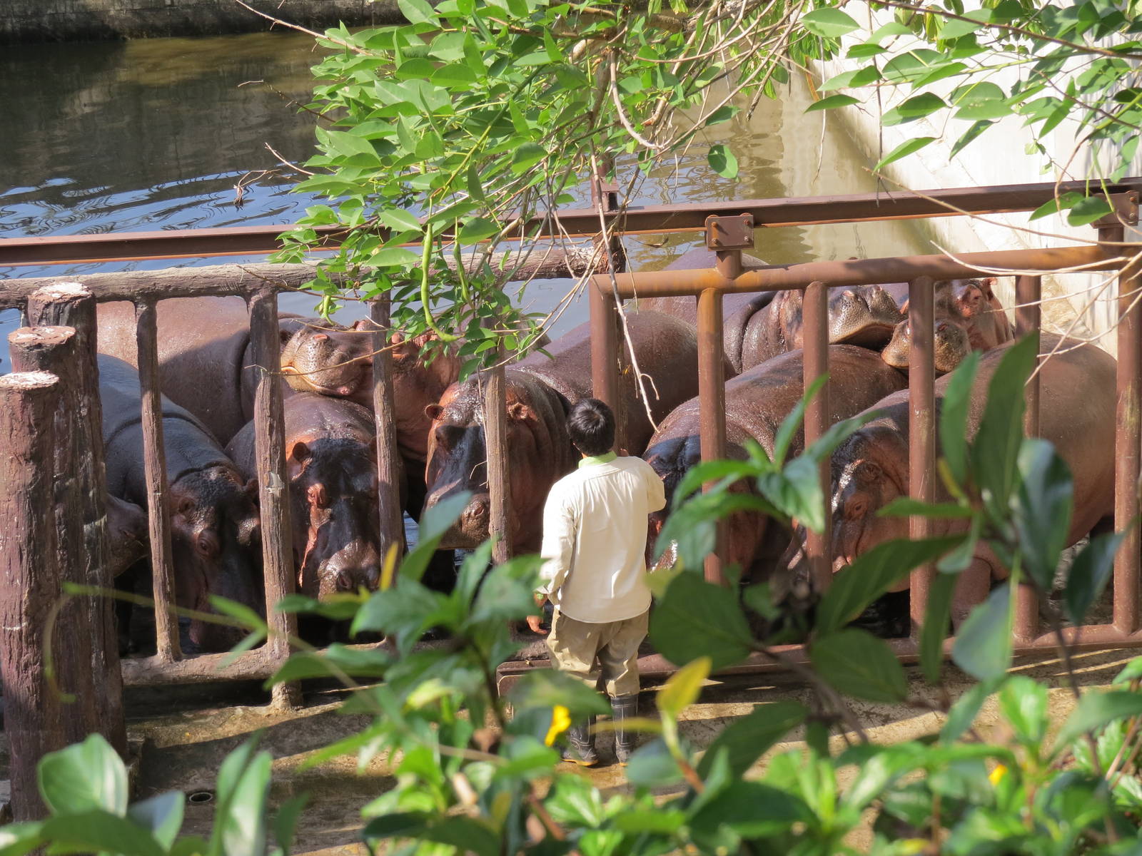 Keeper and Hippos