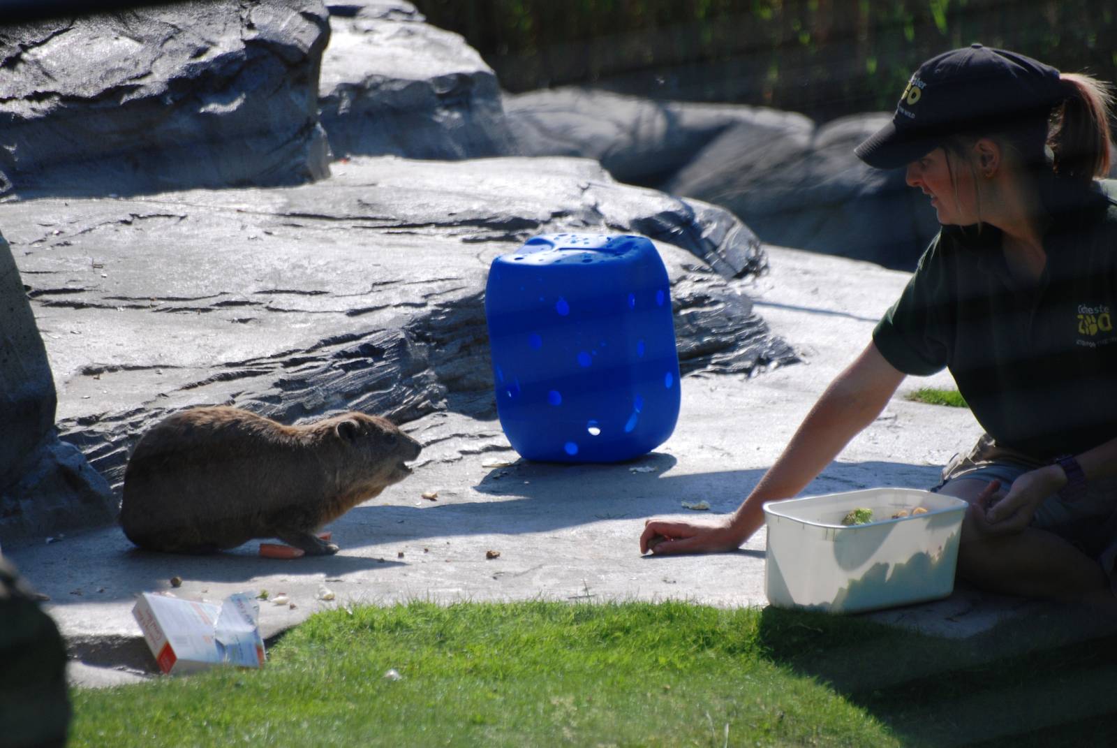 Keeper and Hyrax at Colchester, 28/05/12