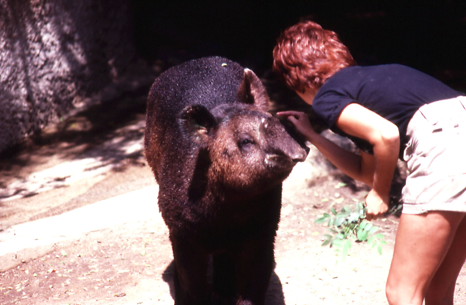 Keeper and  Mountain Tapir - 1987