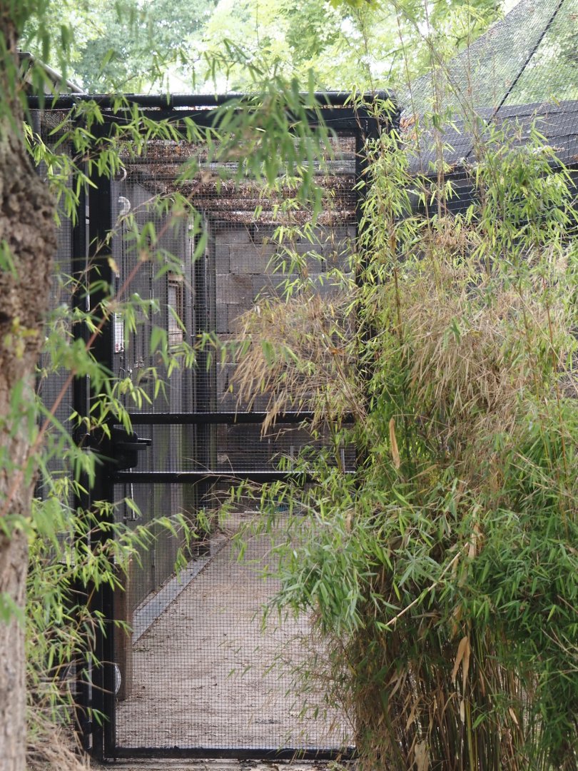 Keeper area between the new Asian stork aviaries, 2025-07-12