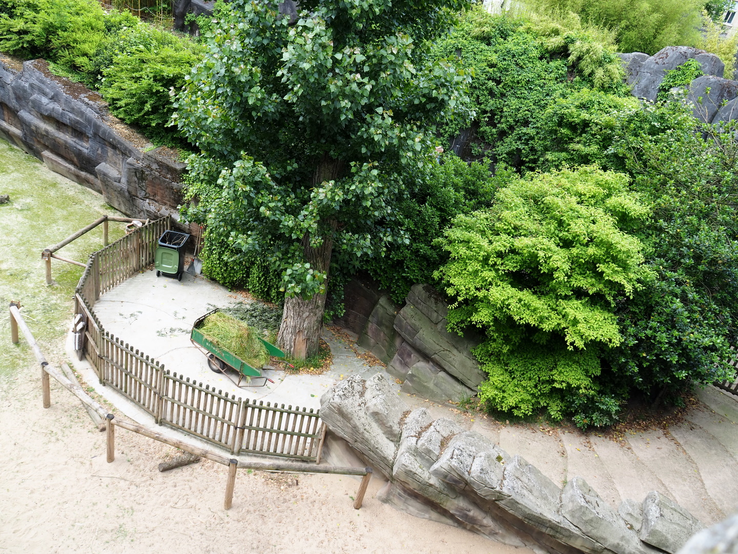 Keeper area next to the Alpaca and Somali sheep paddock, 2021-06-12