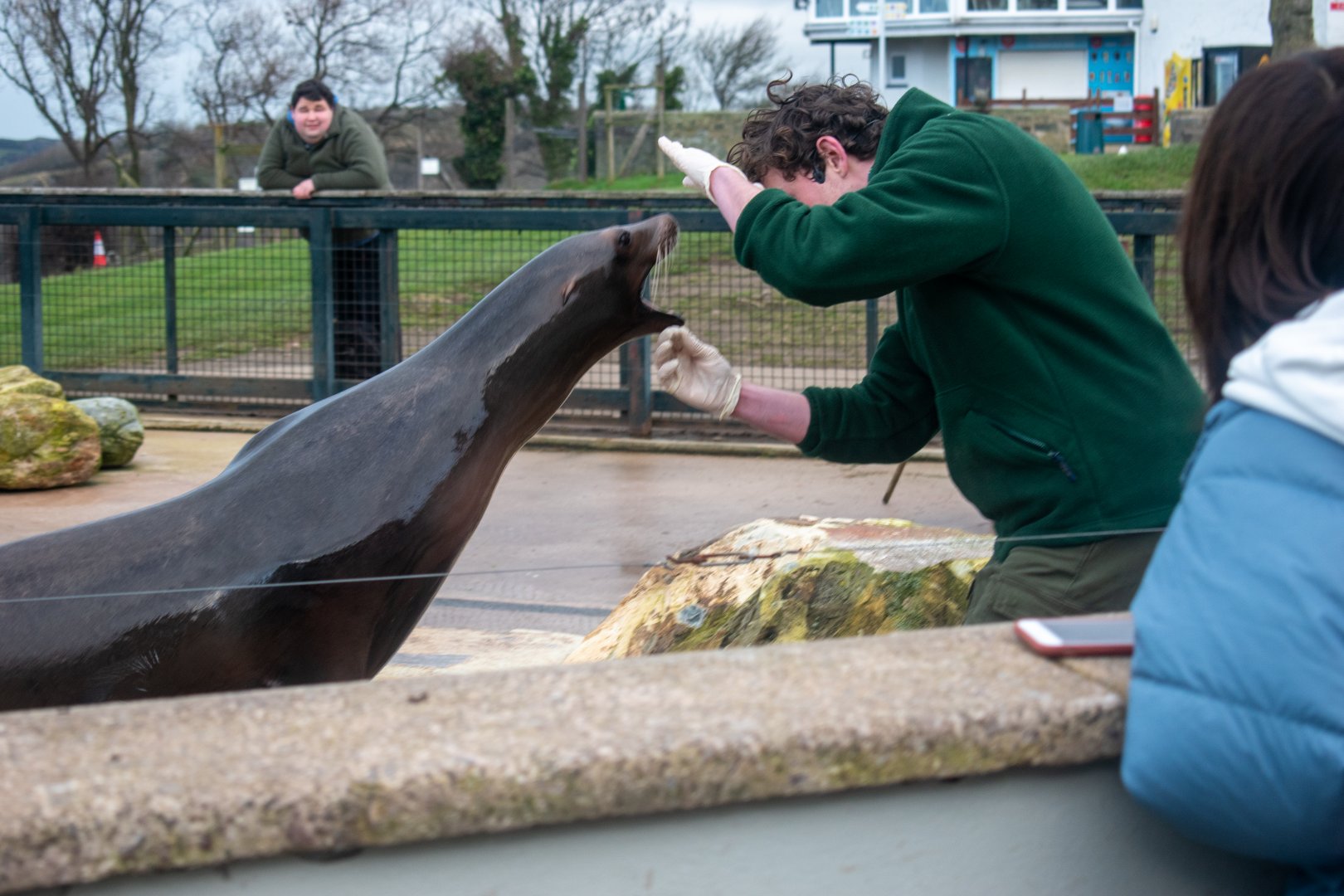 Keeper at Welsh Mountain Zoo displaying training routines on Californian Sea lion