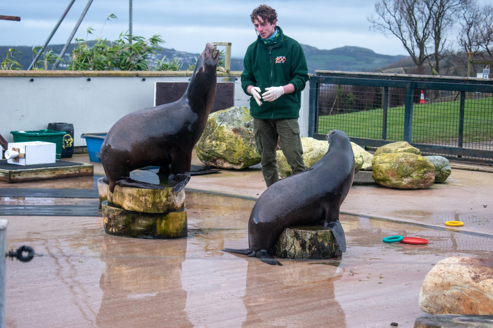 Keeper at Welsh Mountain Zoo displaying training routines on Californian Sea lion