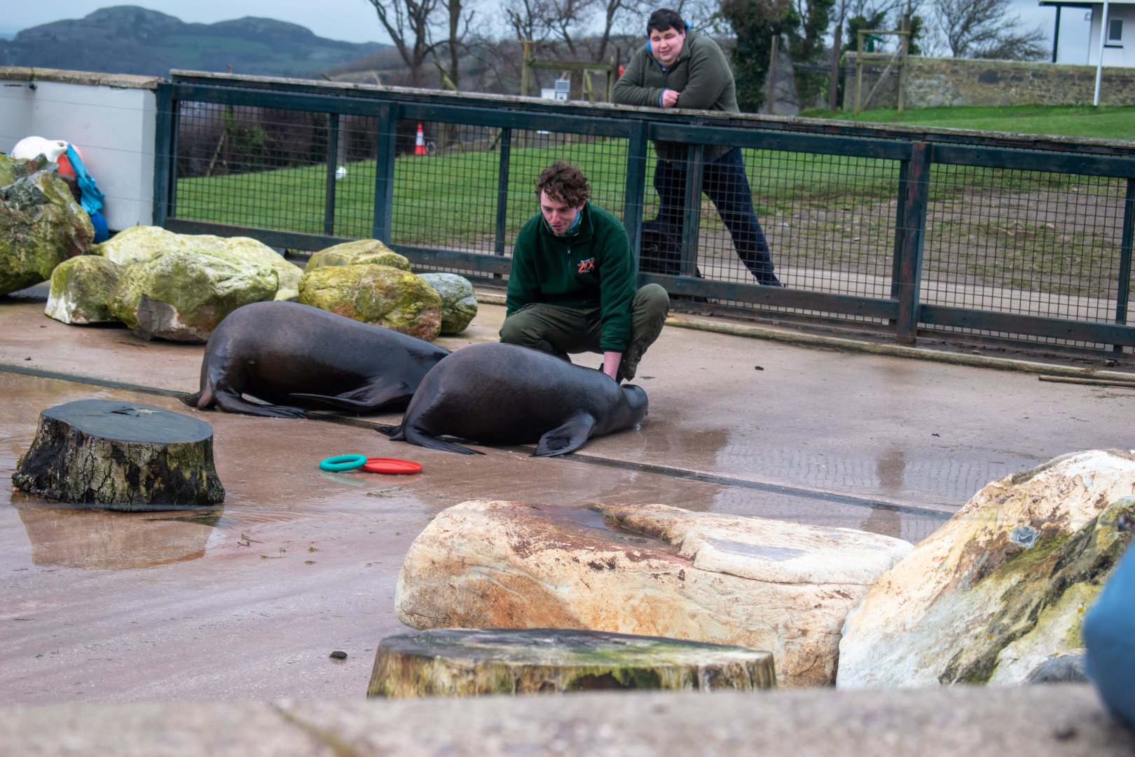 Keeper at Welsh Mountain Zoo displaying training routines on Californian Sea lion