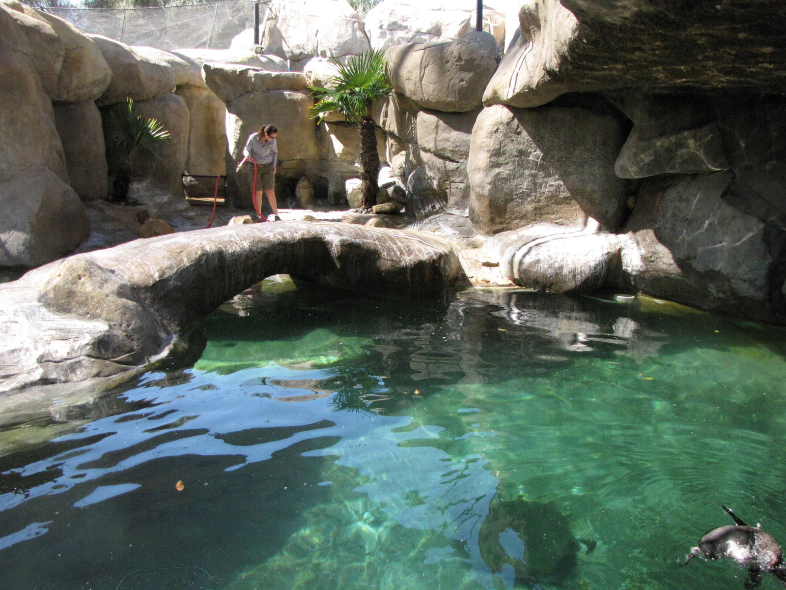 Keeper Cleaning Penguin Exhibit