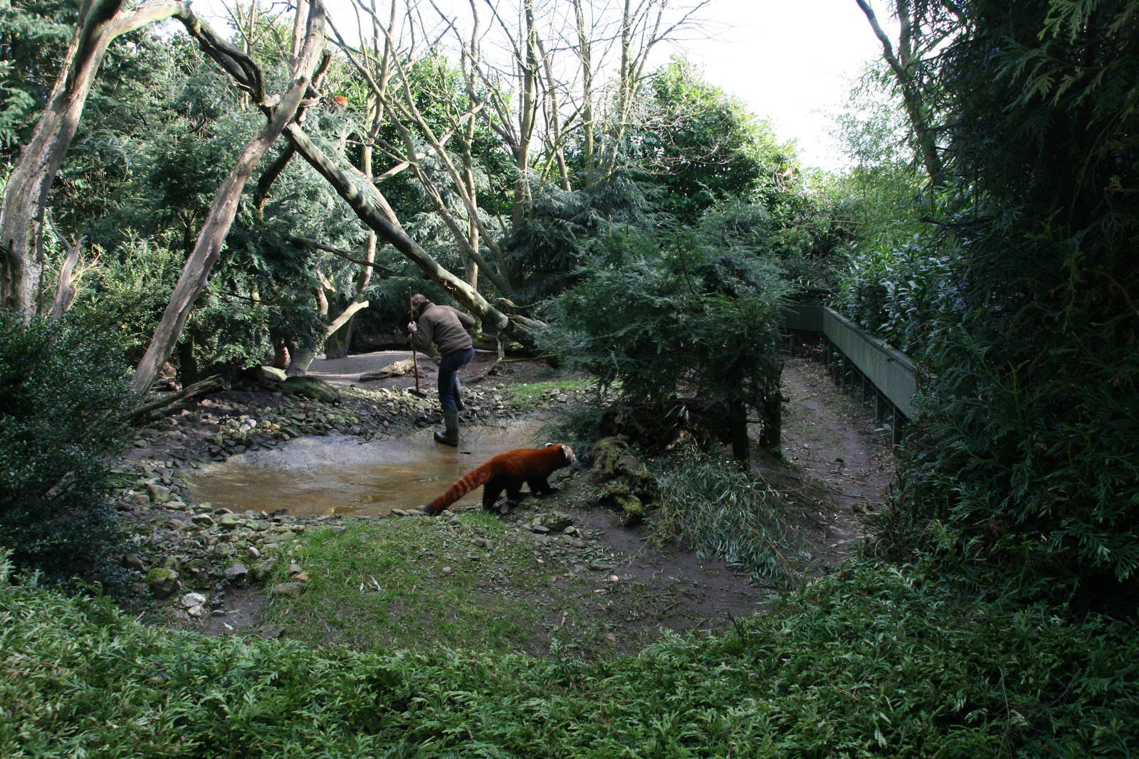 keeper cleaning the pond in the red panda exhibit