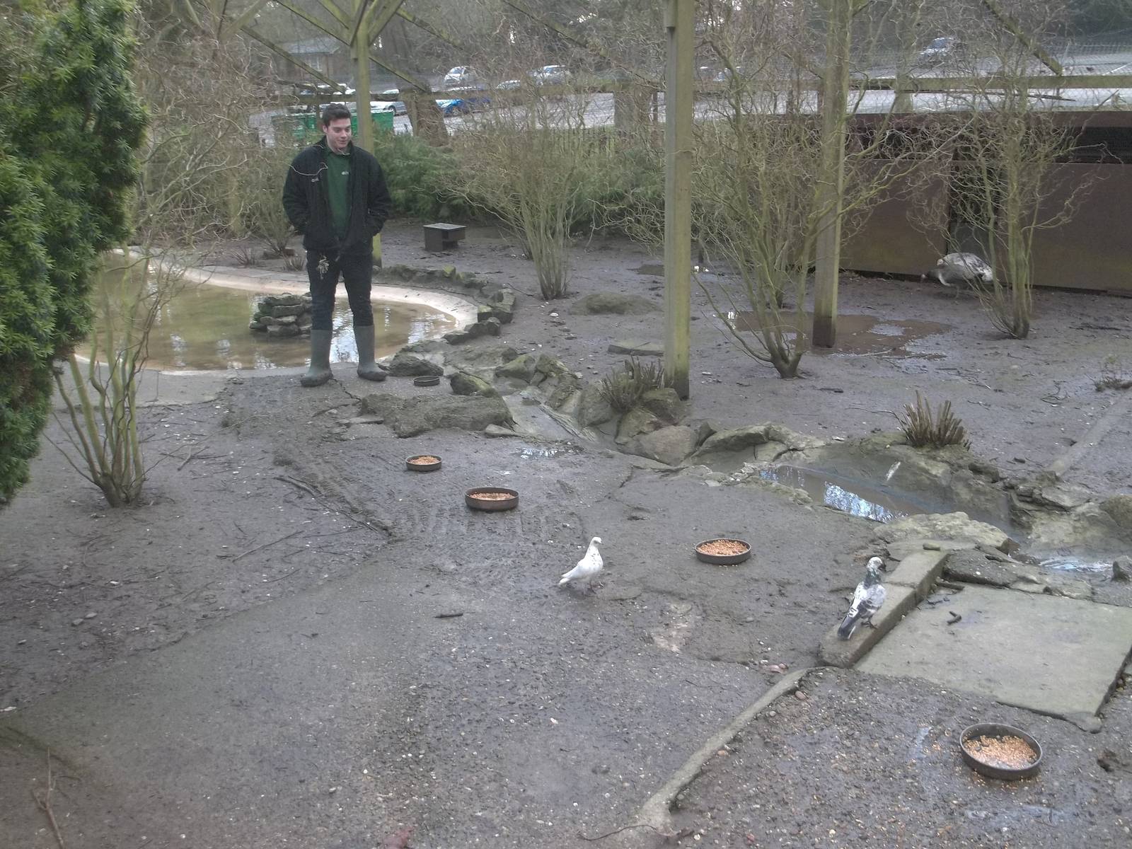 Keeper Ed, friend of pigeons, surveying the scene, 1st February 2015