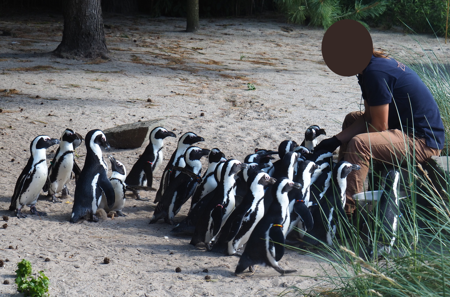 Keeper feeding African black-footed penguins (Spheniscus demersus), 2019-06-01