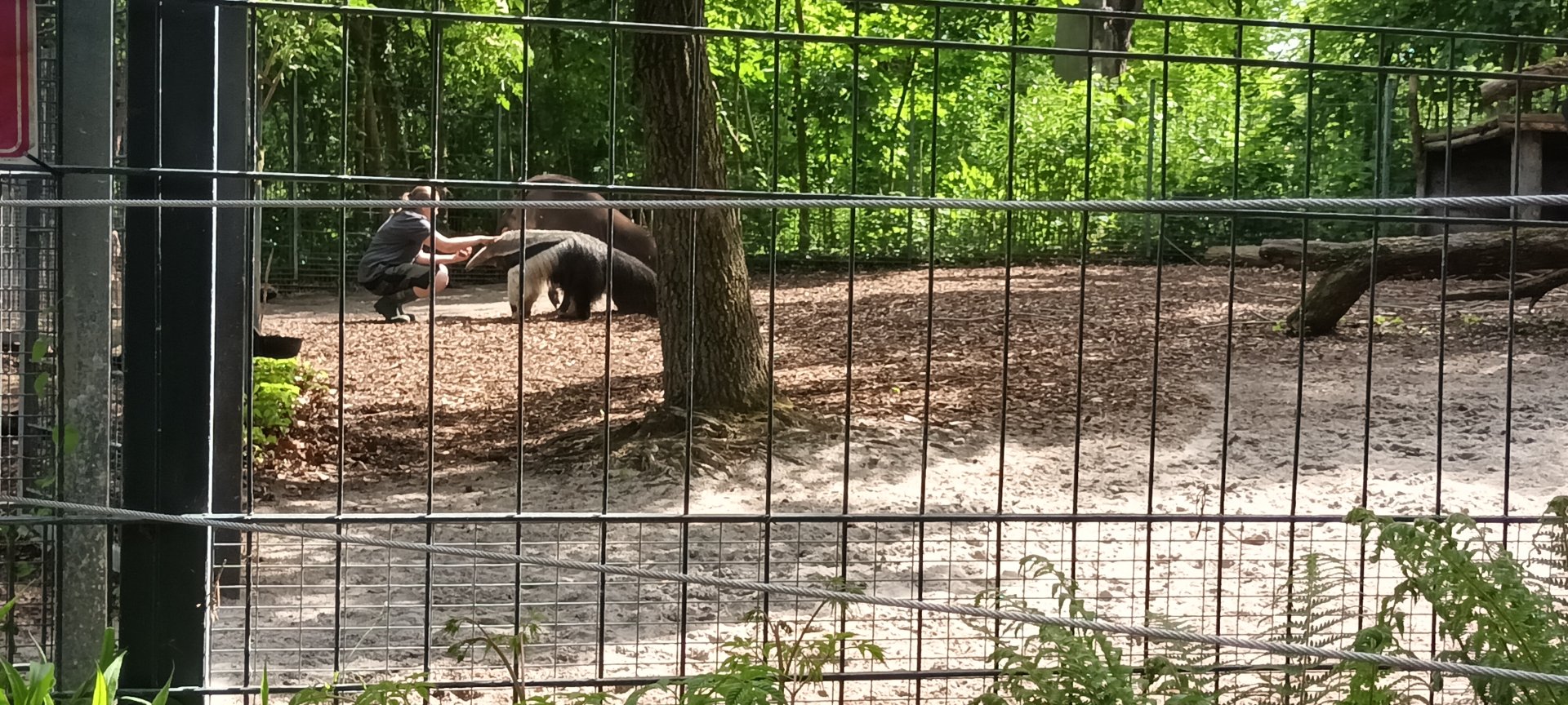 Keeper feeding Brazilian Tapir and Giant Anteater