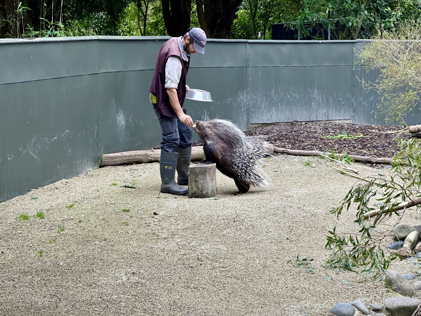 Keeper feeding Cape porcupine