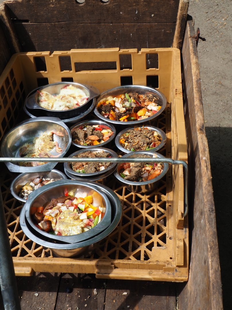 Keeper feeding cart with animal diets, 2019-05-25