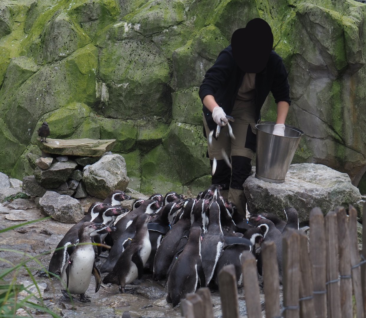 Keeper feeding Humboldt penguins (Spheniscus humboldti), 2020-10-19