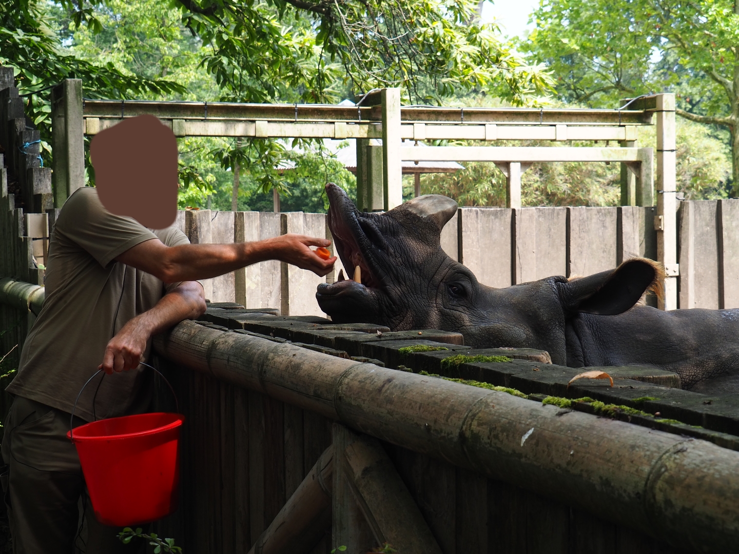 Keeper feeding Indian rhinoceros (Rhinoceros unicornis) Karamat, 2019-06-26