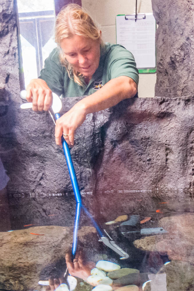 Keeper feeding Japanese salamander