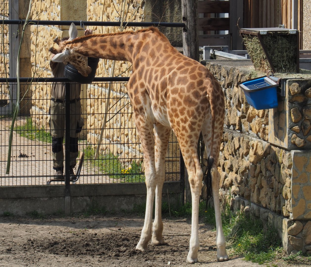 Keeper feeding Kordofan giraffe (Giraffa camelopardalis antiquorum), 2021-04-20