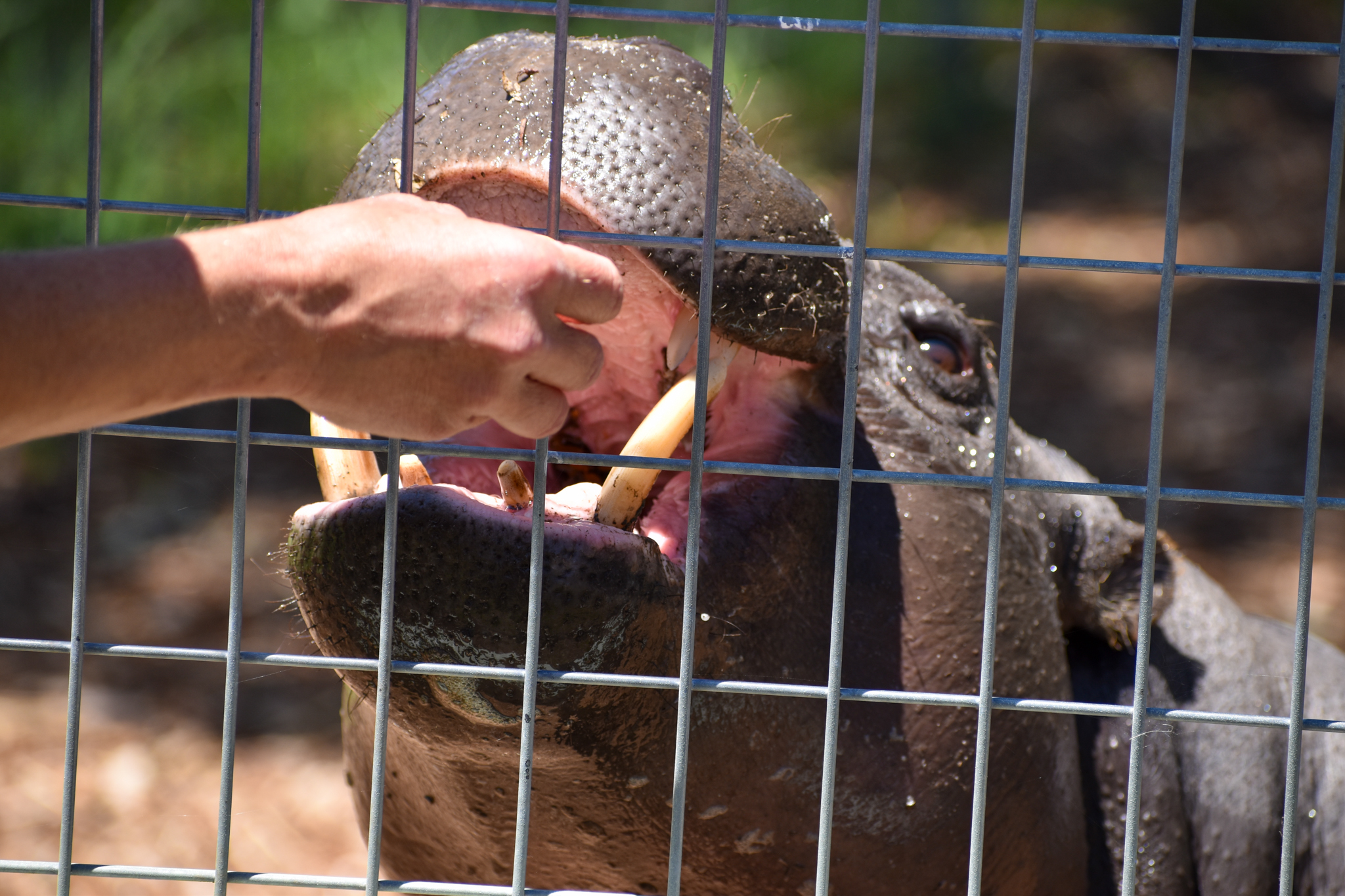 Keeper feeding Pygmy Hippopotamus