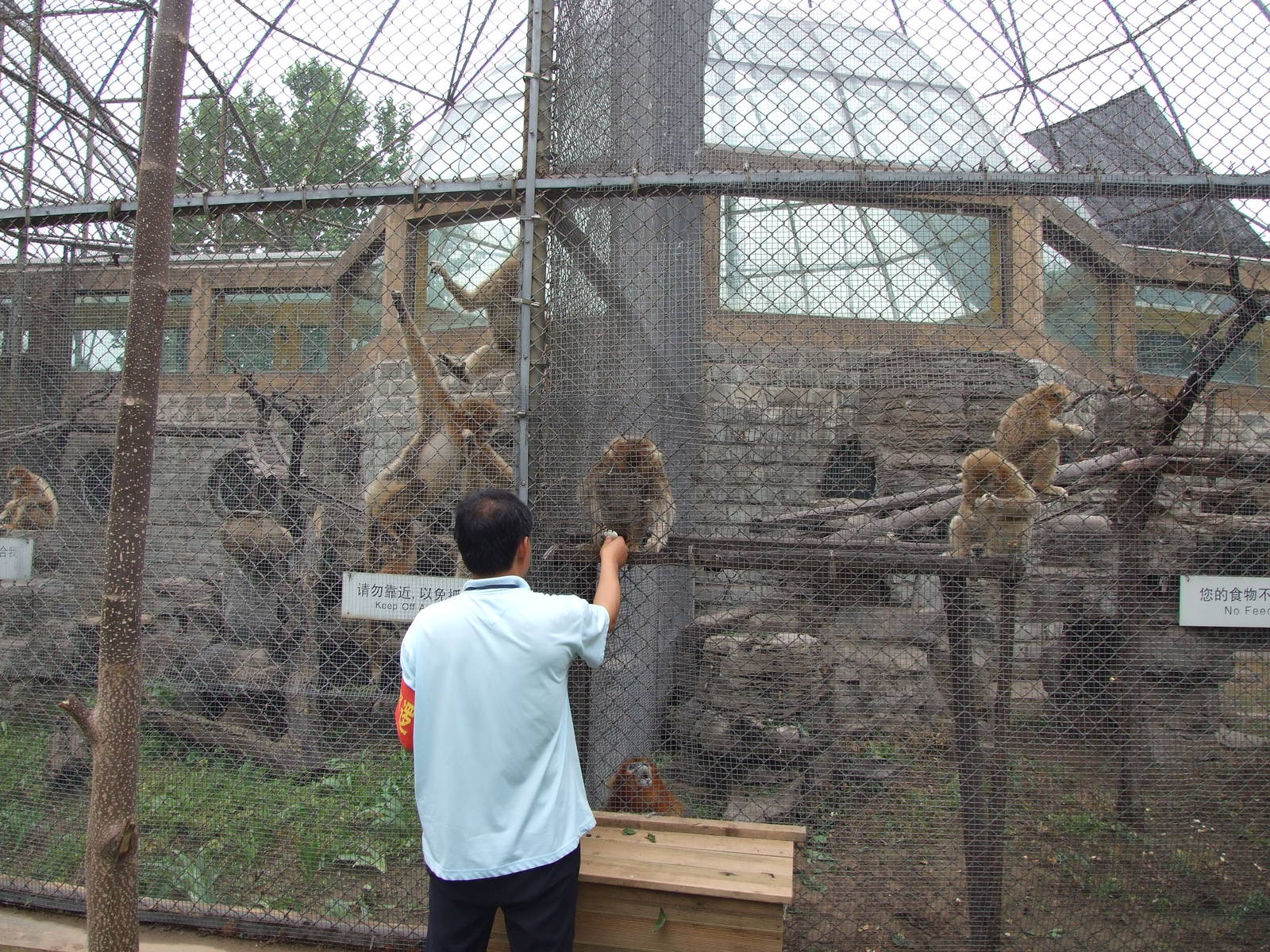 Keeper feeding the Golden snub-nosed monkey