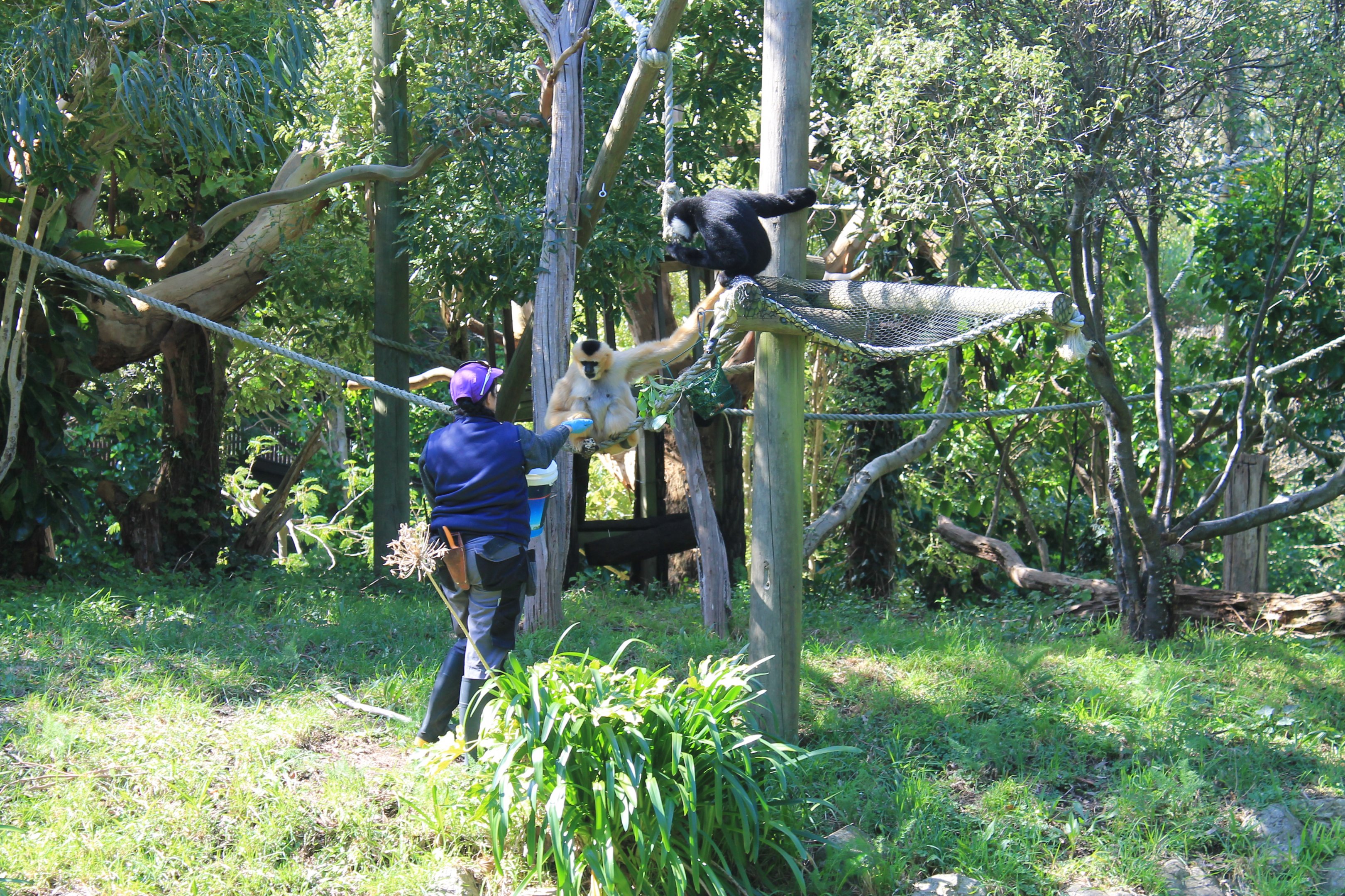 Keeper feeding the White-cheeked Gibbons