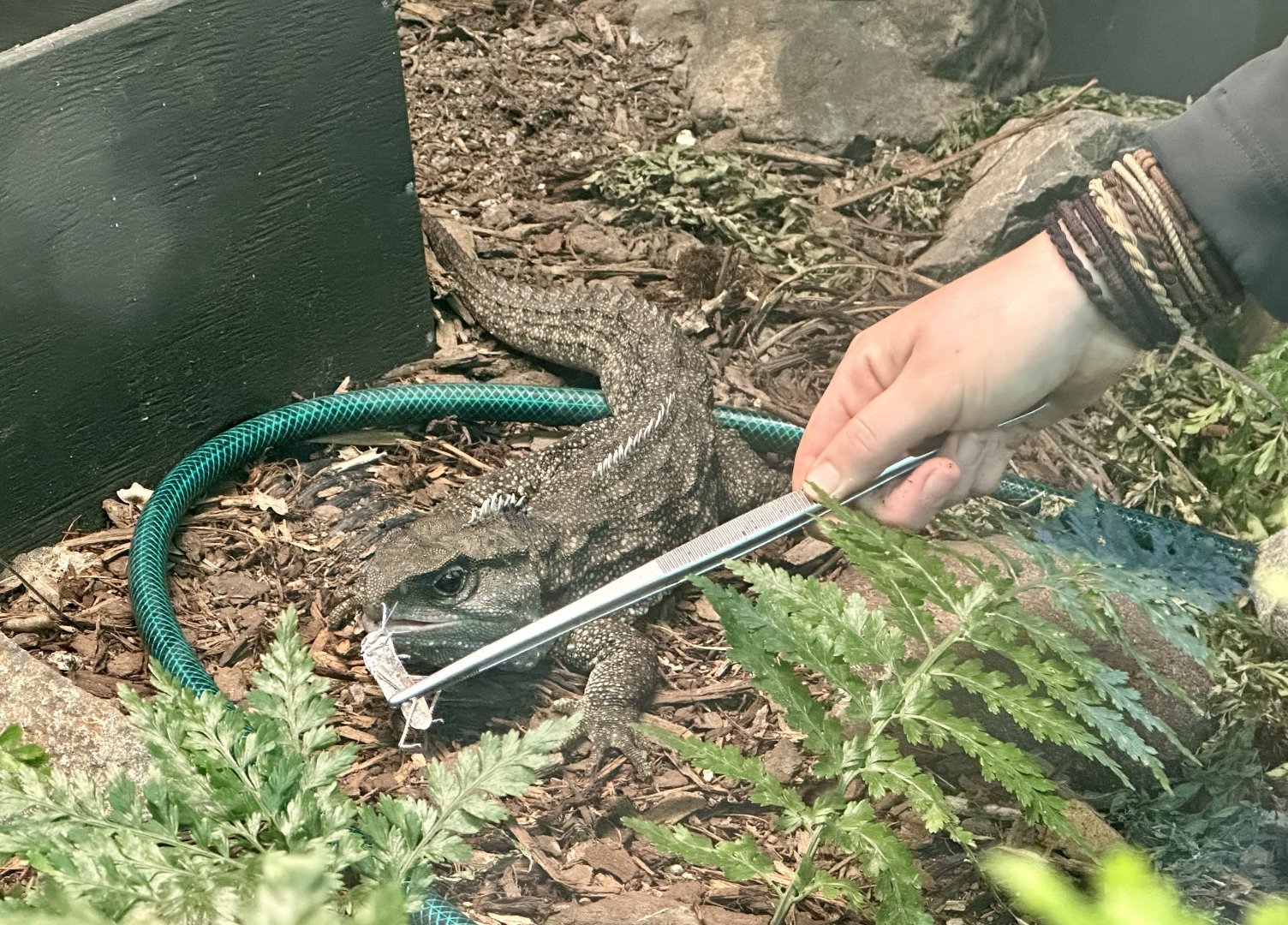 Keeper Feeding Tuatara