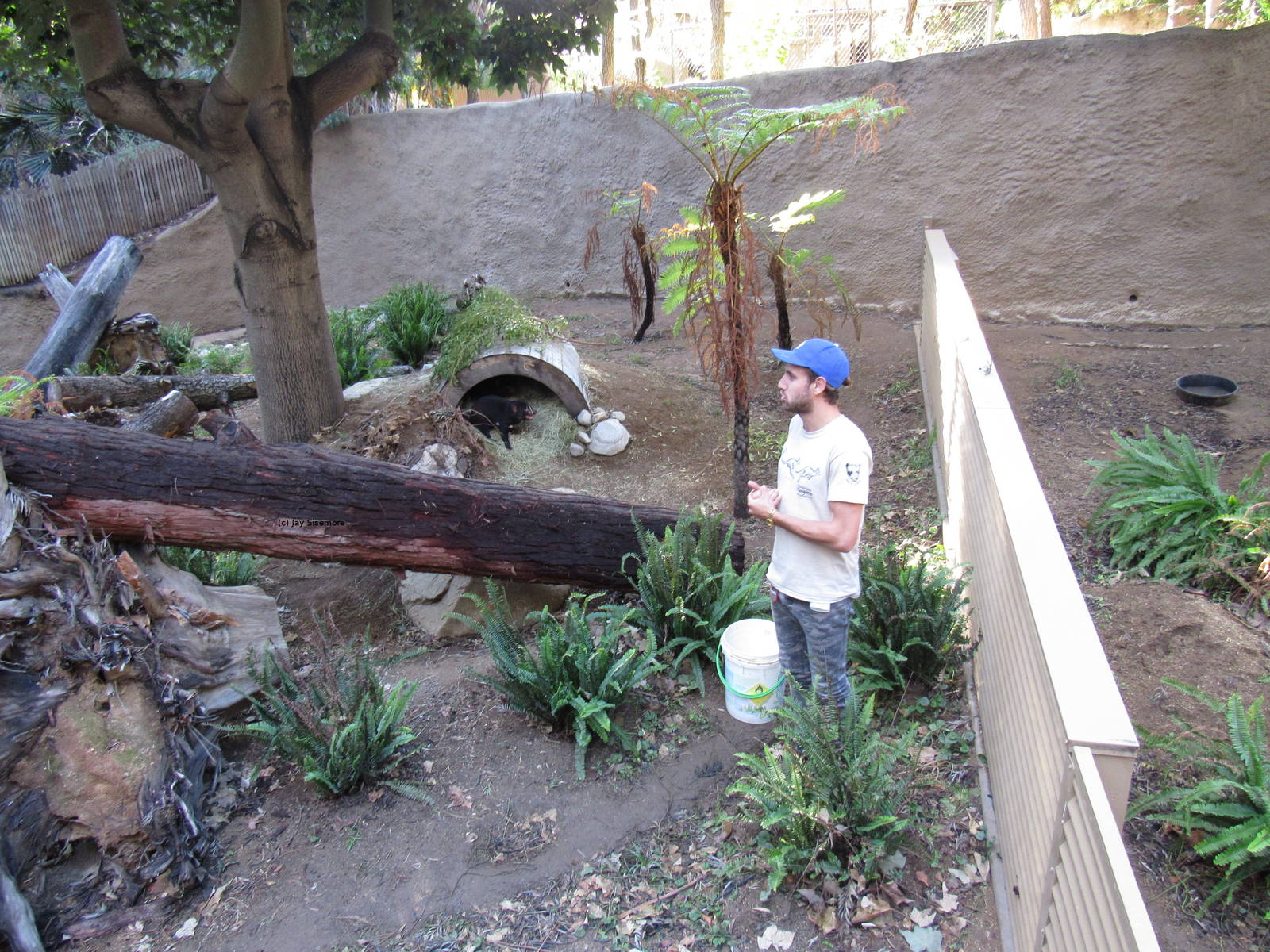 Keeper from Tasmanian and Devils