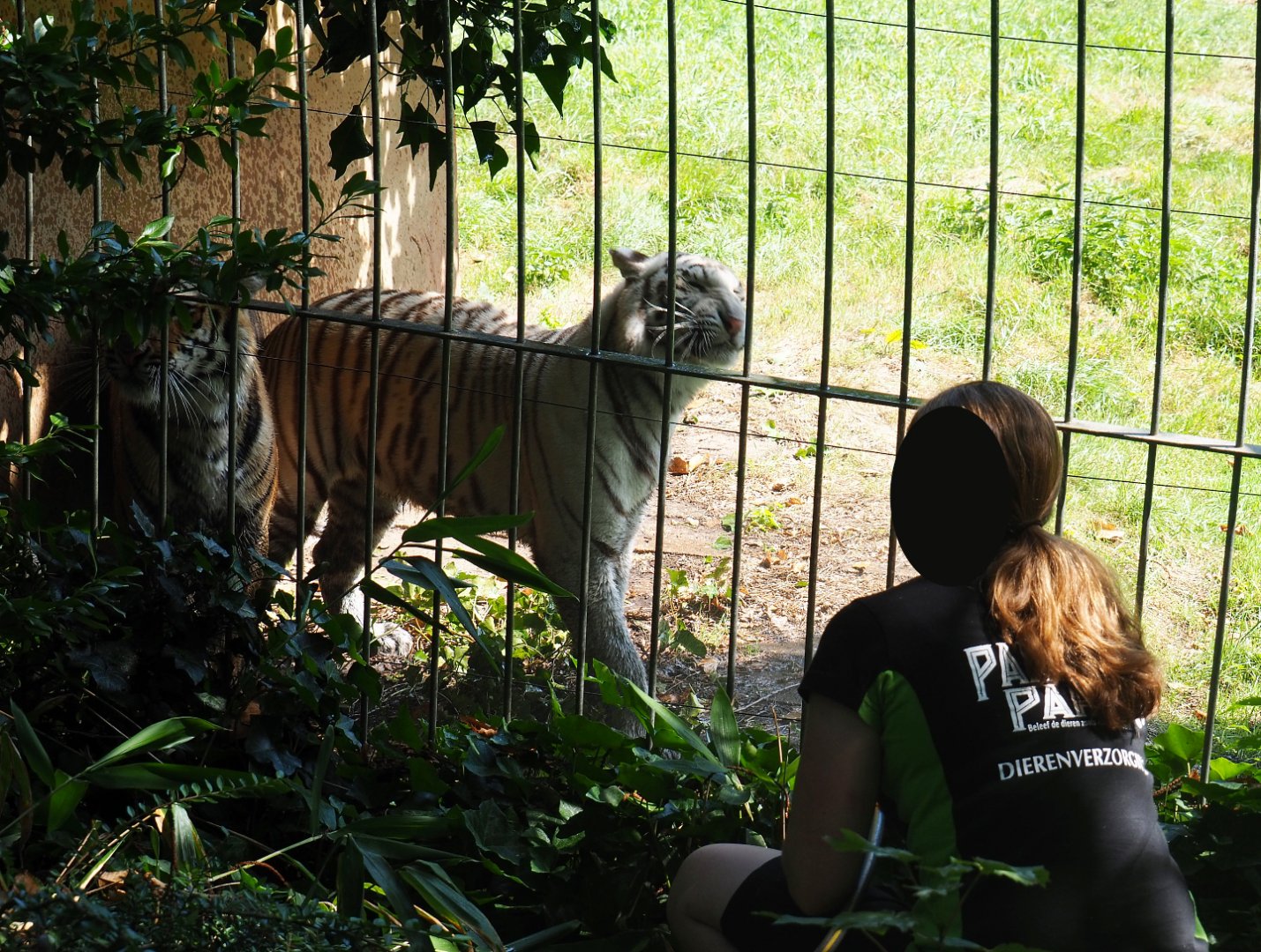 Keeper giving non-subspecies specific tigers Paka and Awi a shower, 2019-08-04